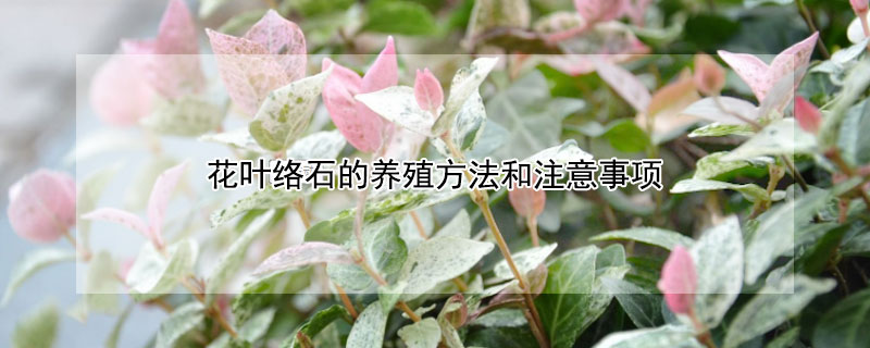 花葉絡石的養殖方法和注意事項