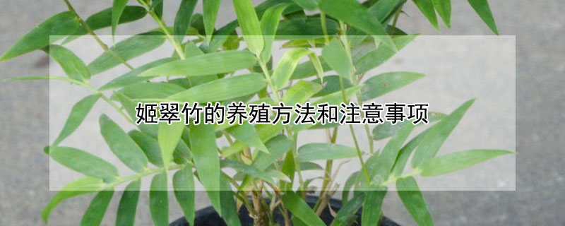 姬翠竹的養殖方法和注意事項