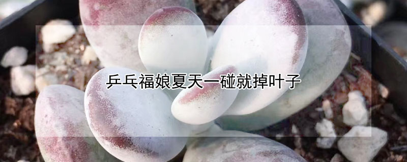 乒乓福娘夏天一碰就掉葉子