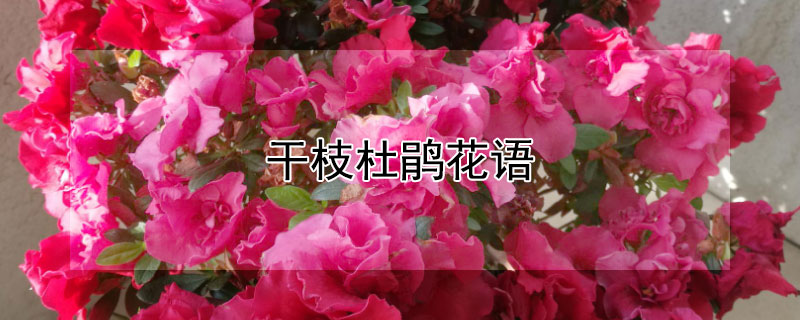 干枝杜鵑花語