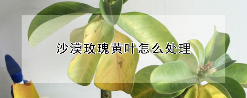 沙漠玫瑰黃葉怎么處理