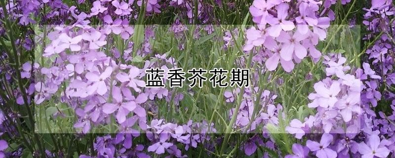 藍香芥花期