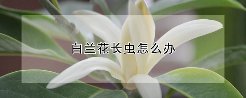 白蘭花長(zhǎng)蟲怎么辦