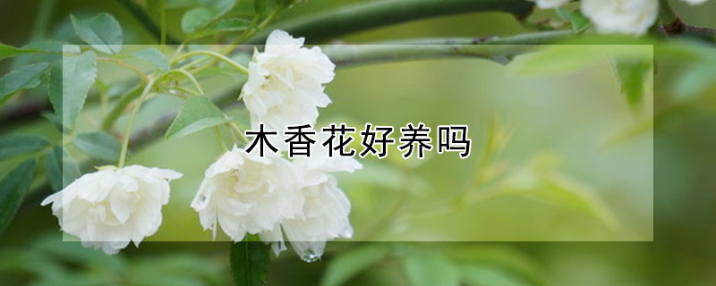 木香花好養(yǎng)嗎