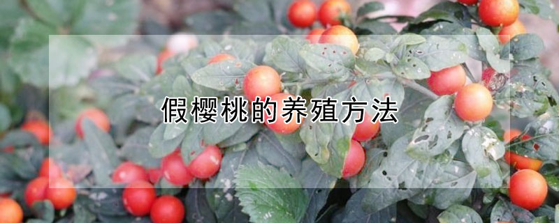 假櫻桃的養(yǎng)殖方法