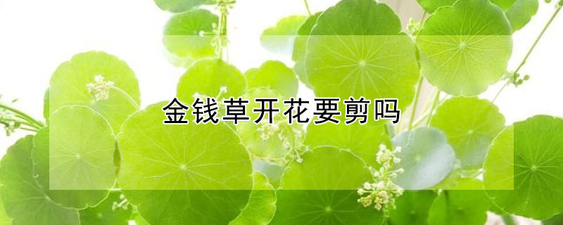 金錢草開花要剪嗎