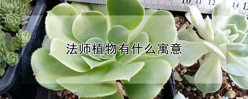 法師植物有什么寓意