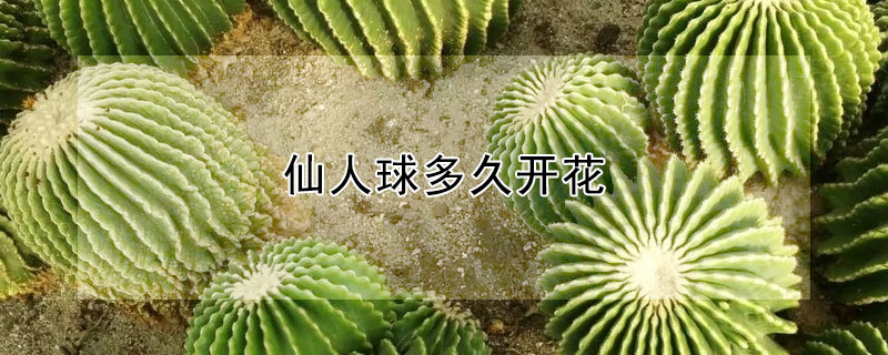 仙人球多久開花