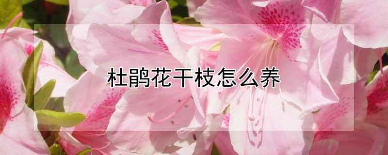 杜鵑花干枝怎么養