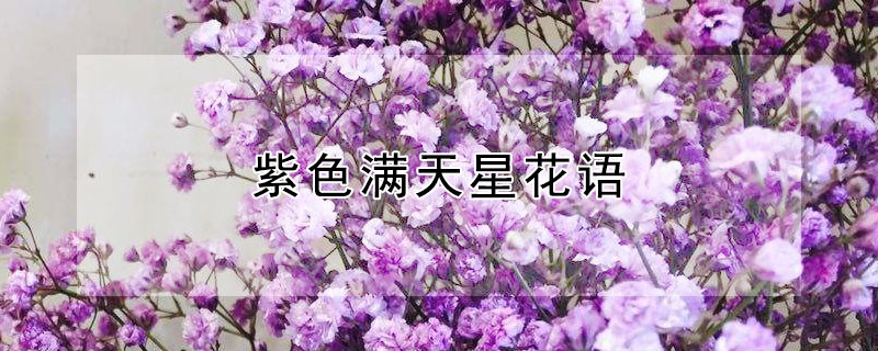 紫色滿天星花語