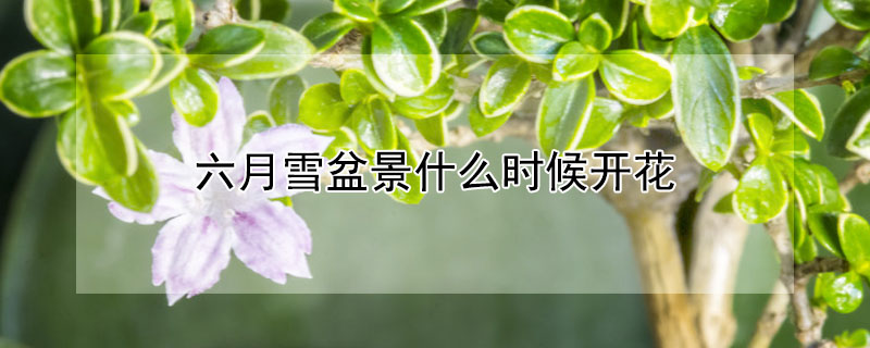 六月雪盆景什么時(shí)候開(kāi)花