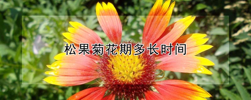 松果菊花期多長(zhǎng)時(shí)間