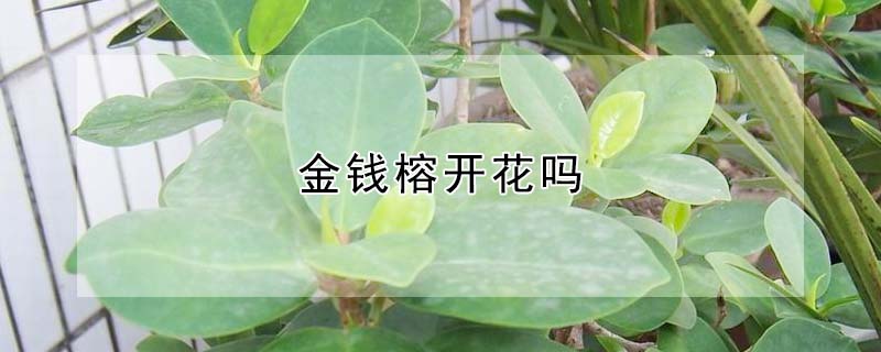 金錢榕開花嗎