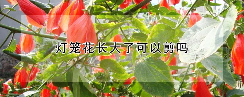 燈籠花長大了可以剪嗎