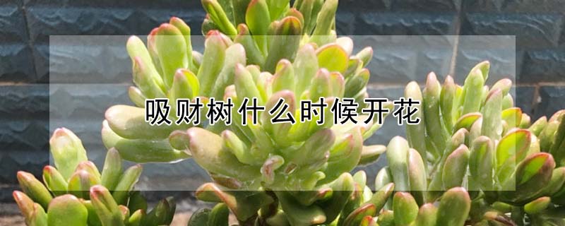 吸財樹什么時候開花