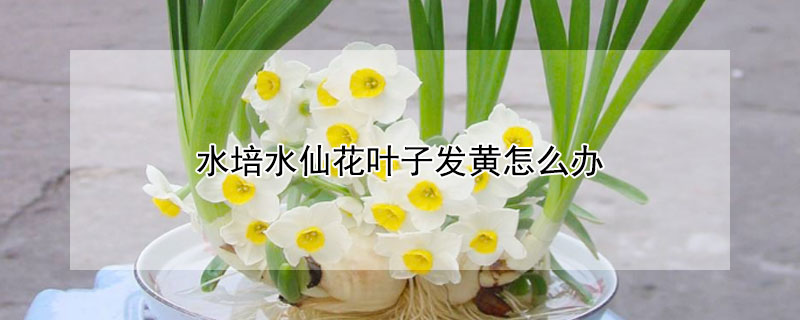 水培水仙花葉子發(fā)黃怎么辦