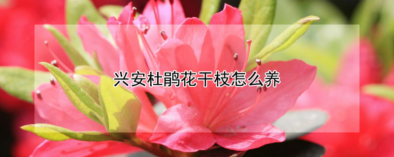 興安杜鵑花干枝怎么養