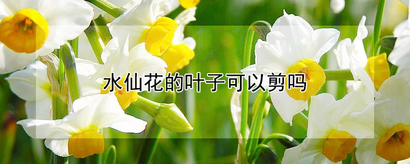 水仙花的葉子可以剪嗎