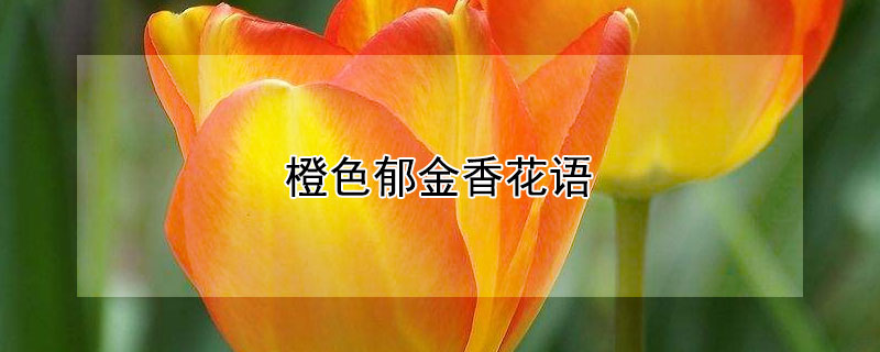 橙色郁金香花語