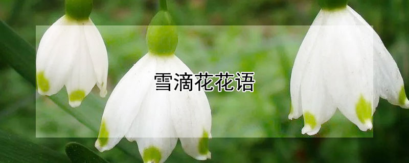 雪滴花花語