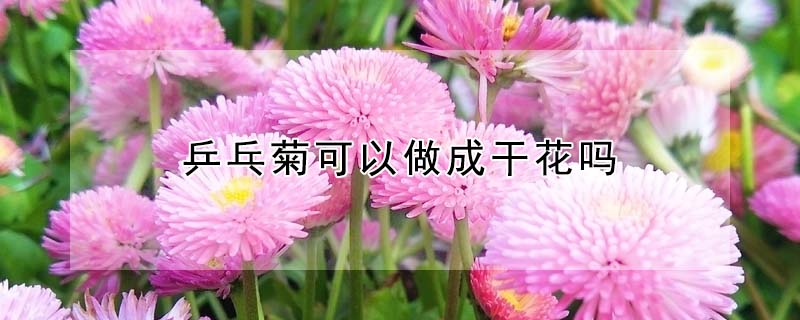 乒乓菊可以做成干花嗎