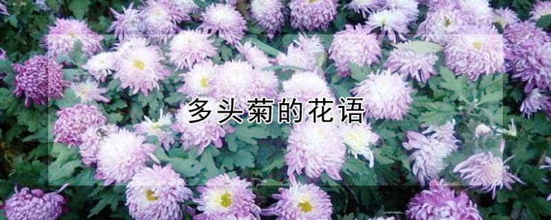 多頭菊的花語(yǔ)