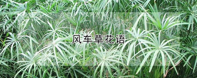 風(fēng)車(chē)草花語(yǔ)