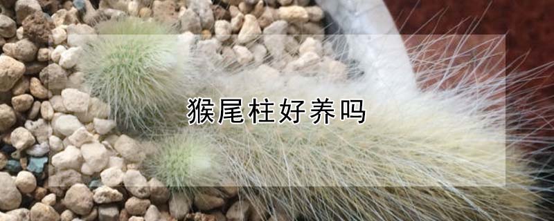 猴尾柱好養(yǎng)嗎