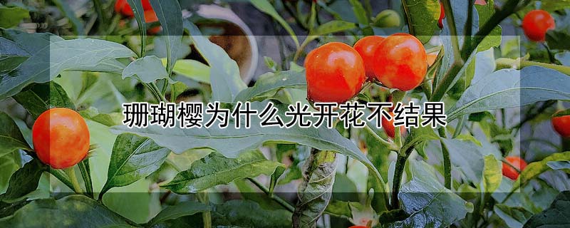 珊瑚櫻為什么光開花不結果