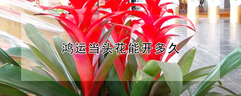 鴻運(yùn)當(dāng)頭花能開(kāi)多久