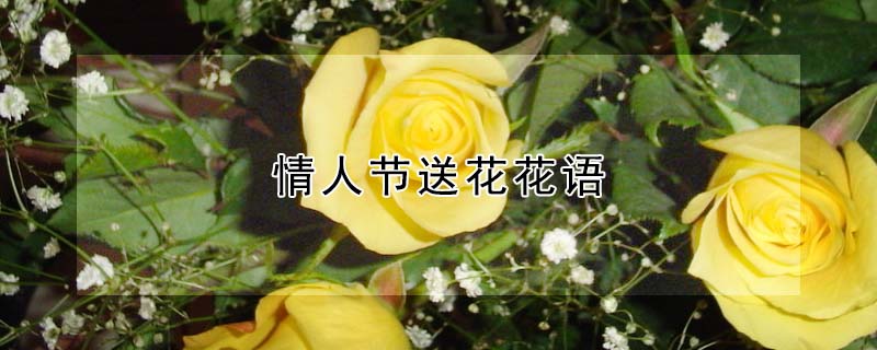 情人節(jié)送花花語(yǔ)