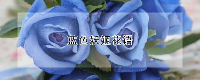 藍(lán)色妖姬花語