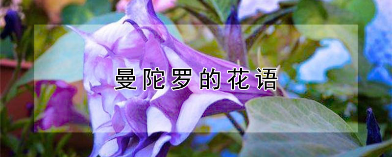 曼陀羅的花語