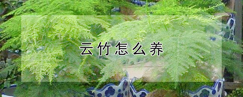 云竹怎么養(yǎng)