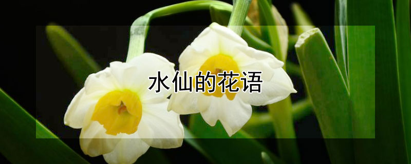 水仙的花語(yǔ)