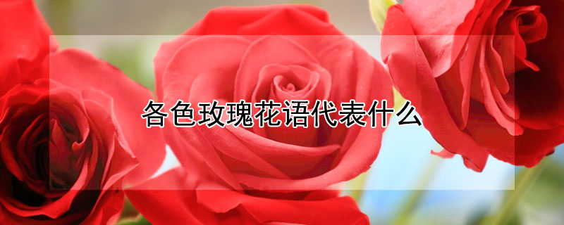 各色玫瑰花語(yǔ)代表什么