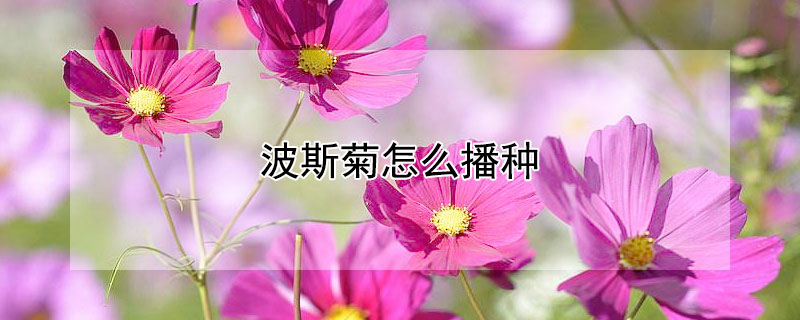 波斯菊怎么播種