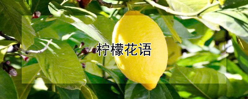 檸檬花語