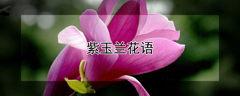 紫玉蘭花語(yǔ)