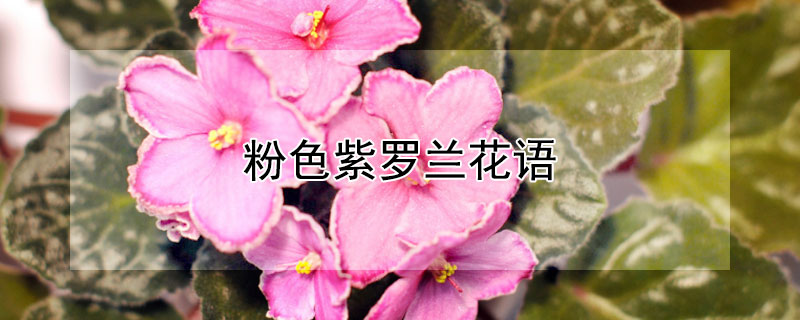 粉色紫羅蘭花語(yǔ)