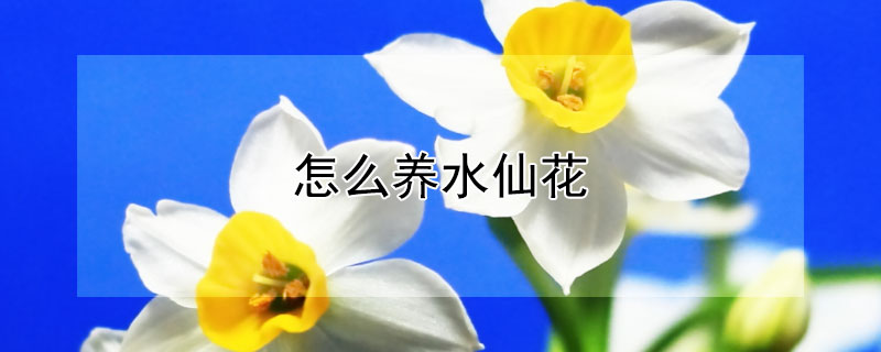 怎么養(yǎng)水仙花