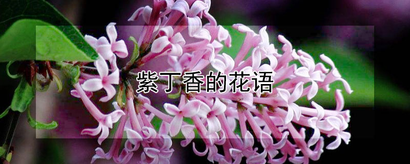 紫丁香的花語(yǔ)