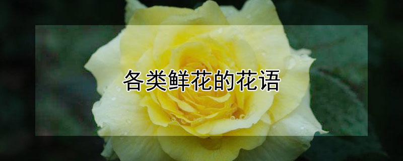 各類(lèi)鮮花的花語(yǔ)