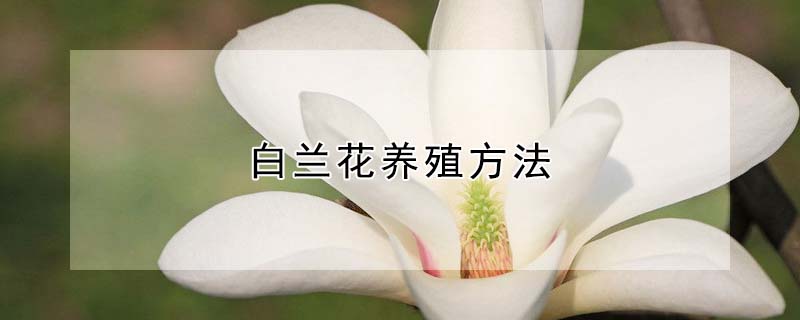 白蘭花養殖方法