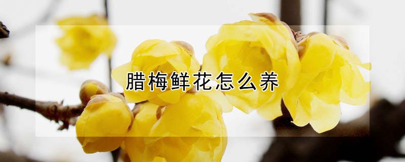 臘梅鮮花怎么養(yǎng)