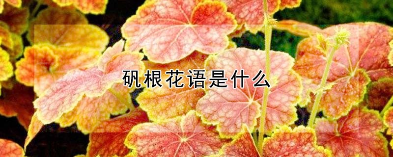 礬根花語是什么