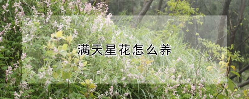 滿天星花怎么養