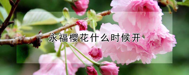 永福櫻花什么時候開