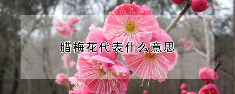 臘梅花代表什么意思