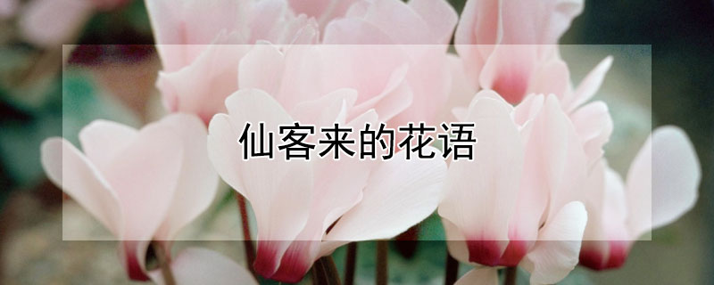 仙客來(lái)的花語(yǔ)